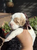 Toto, a male Cockapoo for sale in Lewistown, MT – 4 of 8