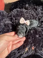 Lady, a female Cockapoo for sale in Lewistown, MT – 2 of 10