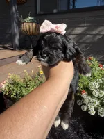 Lady, a female Cockapoo for sale in Lewistown, MT – 4 of 10