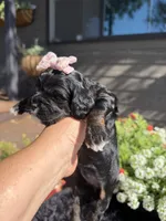 Lady, a female Cockapoo for sale in Lewistown, MT – 5 of 10