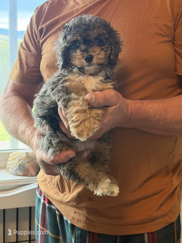 Mesa – Cockapoo puppy for sale in Lewistown, MT