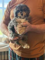 Mesa, a female Cockapoo for sale in Lewistown, MT – 1 of 8