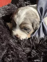 Bolt, a male Cockapoo for sale in Lewistown, MT – 4 of 10