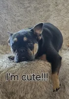 Pumba, a male French Bulldog for sale in Redding, CA – Photo 2 of 6