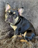 Pumba, a male French Bulldog for sale in Redding, CA – Photo 6 of 6