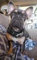Pumba, a male French Bulldog for sale in Redding, CA – Photo 3 of 6