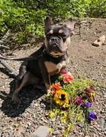 Pumba, a male French Bulldog for sale in Redding, CA – Photo 1 of 6
