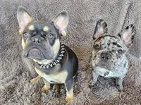 Pumba, a male French Bulldog for sale in Redding, CA – Photo 4 of 6