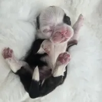 Giana, a female Shih Tzu for sale in Redding, CA – Photo 2 of 10