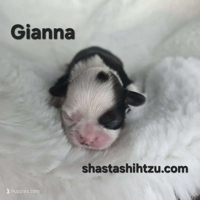 Giana, a female Shih Tzu for sale in Redding, CA – Photo 1 of 10