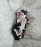 Giana, a female Shih Tzu for sale in Redding, CA – Photo 9 of 10