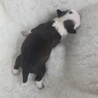 Giana, a female Shih Tzu for sale in Redding, CA – Photo 4 of 10