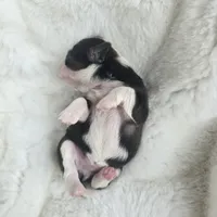 Giana, a female Shih Tzu for sale in Redding, CA – Photo 10 of 10