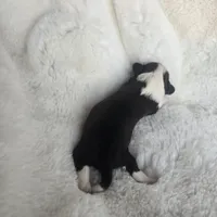 Giana, a female Shih Tzu for sale in Redding, CA – Photo 7 of 10