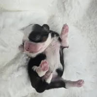 Giana, a female Shih Tzu for sale in Redding, CA – Photo 8 of 10