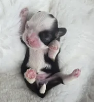 Giana, a female Shih Tzu for sale in Redding, CA – Photo 3 of 10