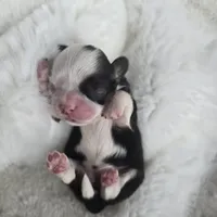 Giana, a female Shih Tzu for sale in Redding, CA – Photo 5 of 10