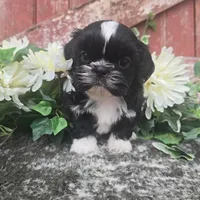 Peru, a male Shih Tzu for sale in Redding, CA – 2 of 7