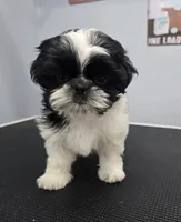 Pavlo, a male Shih Tzu for sale in Palo Cedro, CA – 3 of 6