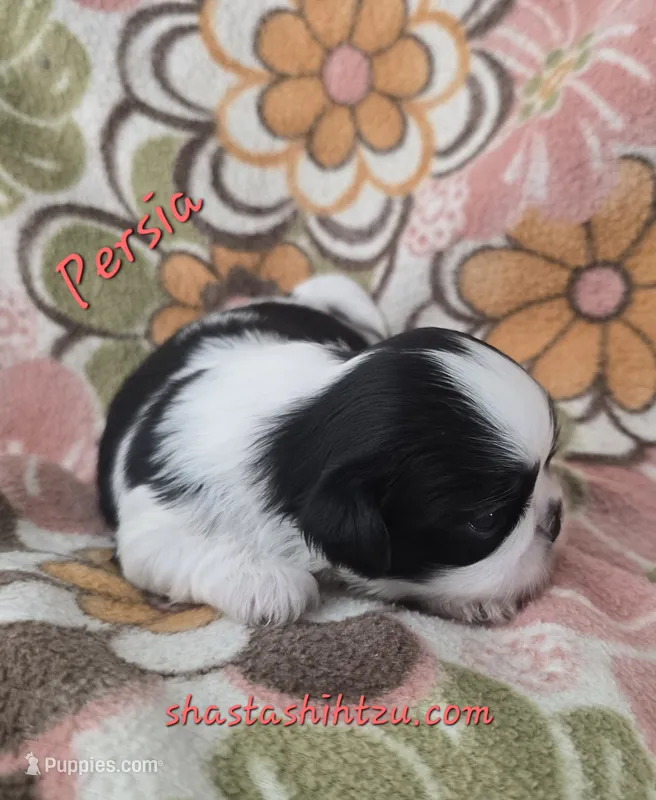 Persia, a female Shih Tzu for sale in Redding, CA – 1 of 7
