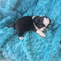 Gumbo, a male Shih Tzu for sale in Redding, CA – Photo 5 of 5