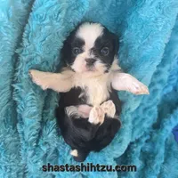Gumbo, a male Shih Tzu for sale in Redding, CA – Photo 3 of 5