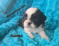 Gumbo, a male Shih Tzu for sale in Redding, CA – Photo 1 of 5