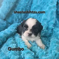 Gumbo, a male Shih Tzu for sale in Redding, CA – Photo 2 of 5