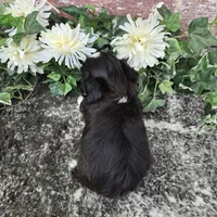 Peru, a male Shih Tzu for sale in Redding, CA – 7 of 7