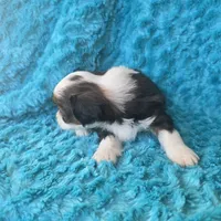 Giana, a female Shih Tzu for sale in Redding, CA – 7 of 7