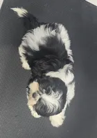 Palu, a male Shih Tzu for sale in Palo Cedro, CA – 2 of 7