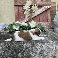 Paris, a female Shih Tzu for sale in Redding, CA – 6 of 9