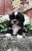 Peru, a male Shih Tzu for sale in Redding, CA – 4 of 7