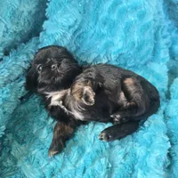 Gia, a female Shih Tzu for sale in Redding, CA – 5 of 5