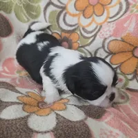 Persia, a female Shih Tzu for sale in Redding, CA – 3 of 7