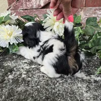 Palu, a male Shih Tzu for sale in Redding, CA – 8 of 9
