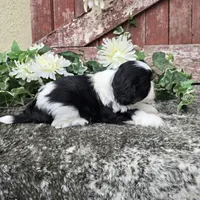 Palu, a male Shih Tzu for sale in Redding, CA – 5 of 9
