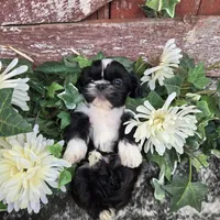 Peru, a male Shih Tzu for sale in Redding, CA – 6 of 7