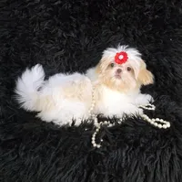 Cameo, a female Shih Tzu for sale in Redding, CA – Photo 1 of 3