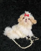 Cameo, a female Shih Tzu for sale in Redding, CA – Photo 3 of 3