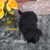 Bentley , a male Shih Tzu for sale in Redding, CA – Photo 2 of 4