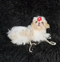 Cameo, a female Shih Tzu for sale in Redding, CA – Photo 2 of 3