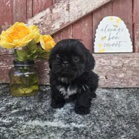 Bentley , a male Shih Tzu for sale in Redding, CA – Photo 3 of 4