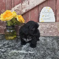 Bentley , a male Shih Tzu for sale in Redding, CA – Photo 4 of 4