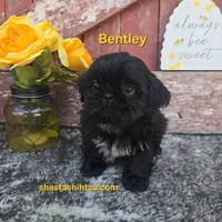 Bentley , a male Shih Tzu for sale in Redding, CA – Photo 1 of 4