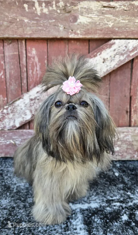 Jewels  – Shih Tzu puppy for sale in Redding, CA