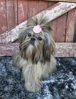 Jewels , a female Shih Tzu for sale in Redding, CA – Photo 2 of 2