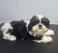 Palu, a male Shih Tzu for sale in Palo Cedro, CA – 3 of 7