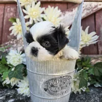 Catarina, a female Shih Tzu for sale in Redding, CA – 3 of 7
