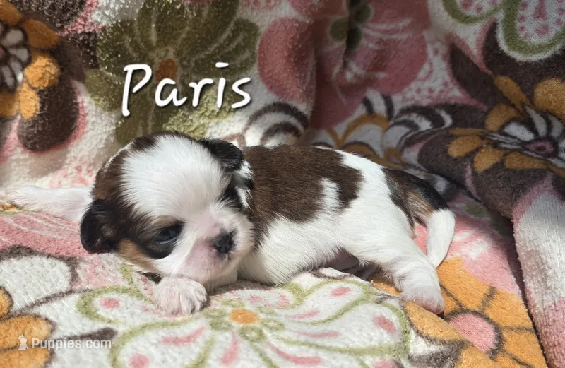 Paris – Shih Tzu puppy for sale in Redding, CA
